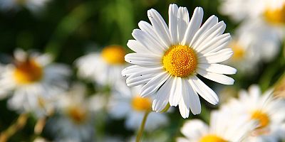 Curabitur vestibulum aliquam leo