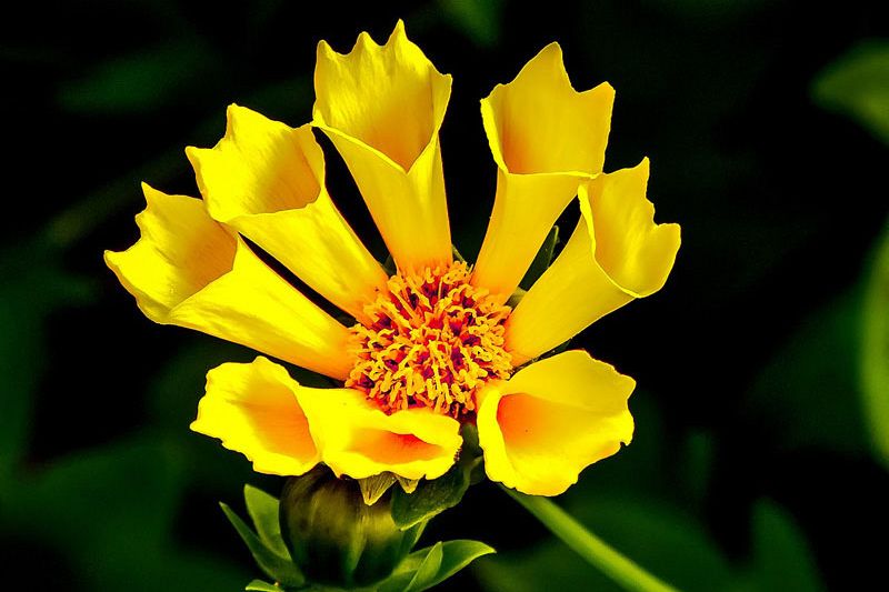 Curabitur a felis in nunc